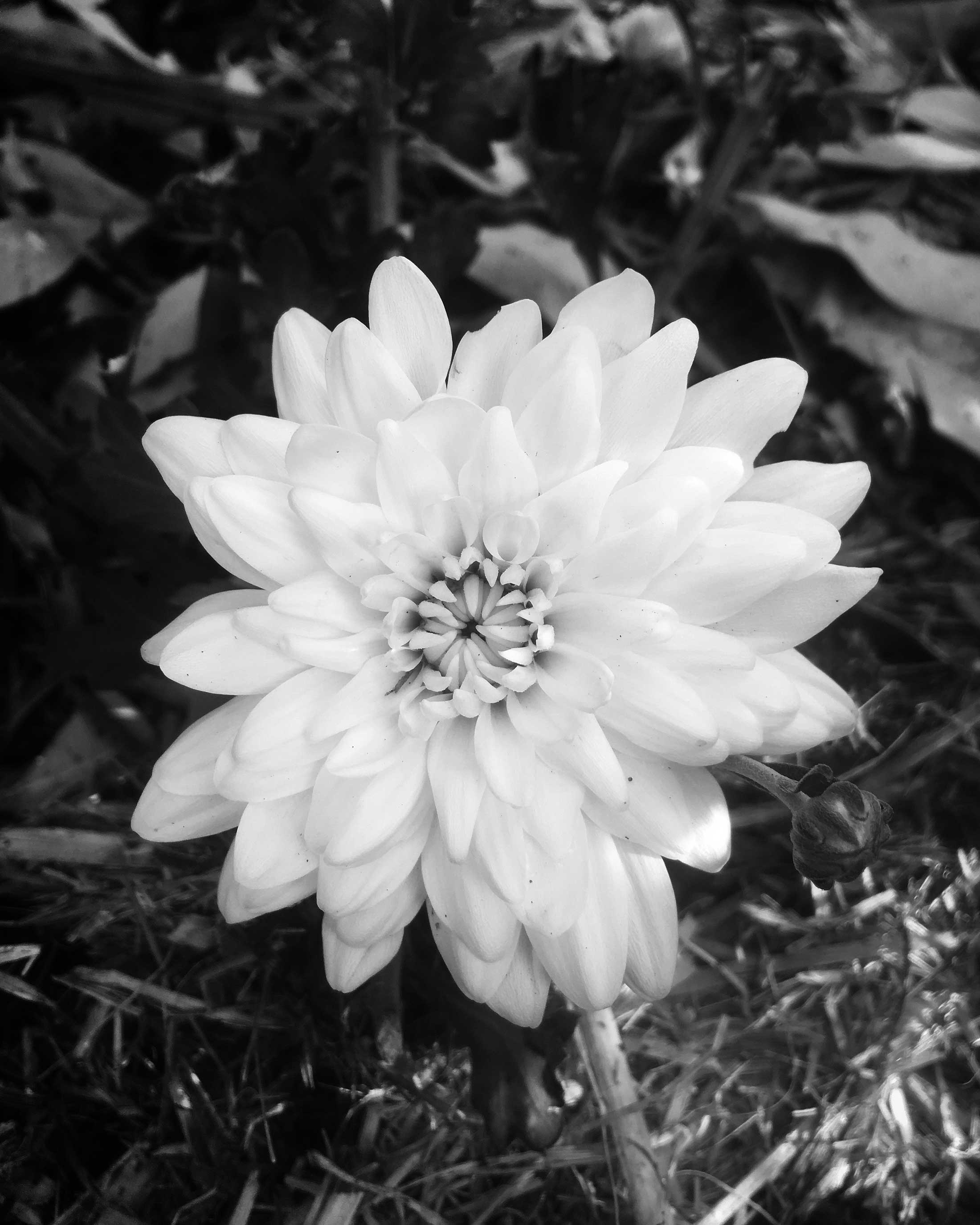Crysanthemum_S4W
